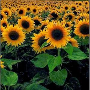 Meet your Posher, Gail